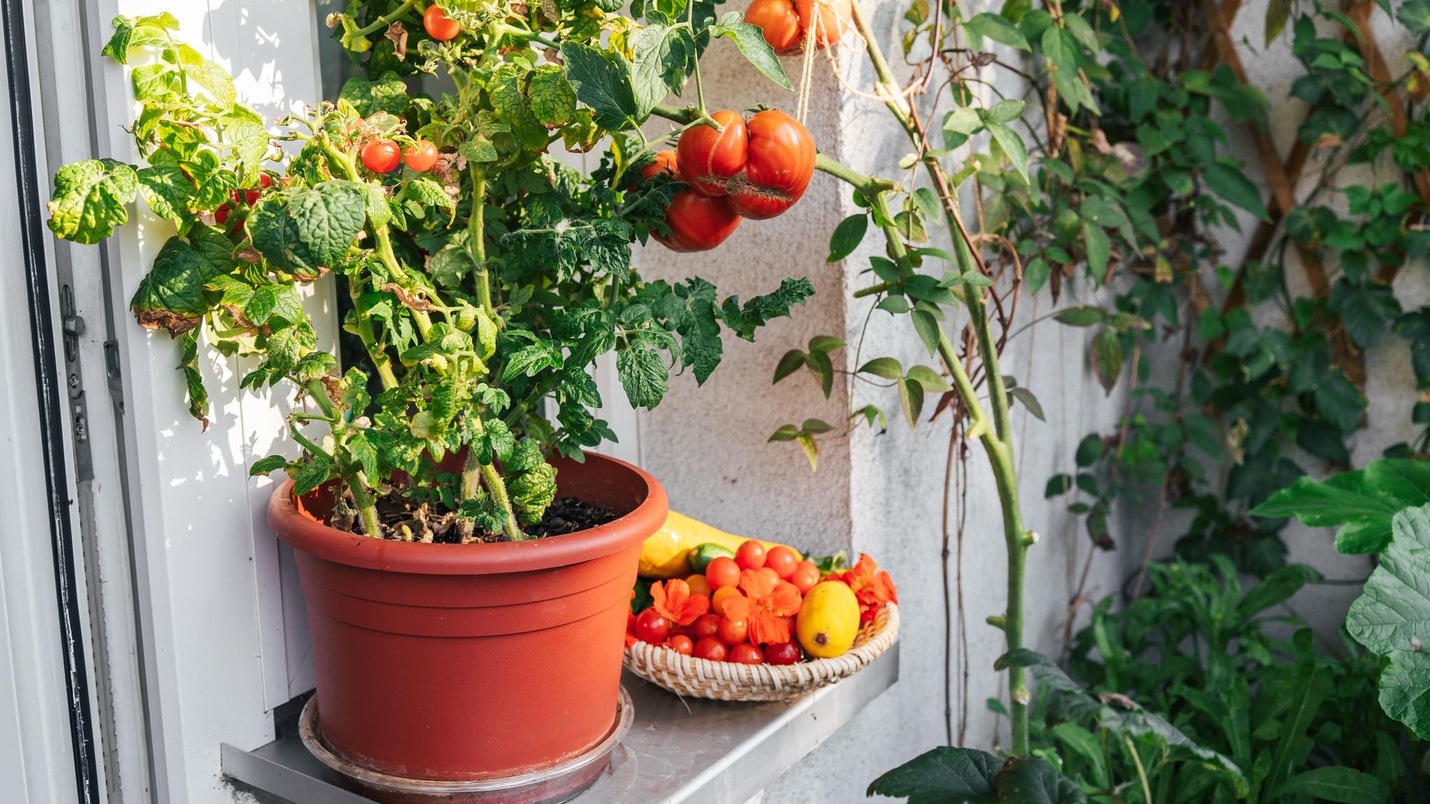 Tomaten lassen sich sogar auf dem Balkon anbauen. Als Starkzehrer brauchen sie jedoch viele Nährstoffe. Die kann ein Bokashi liefern, der Küchenabfälle in der Wohnung kompostiert (Symbolbild)