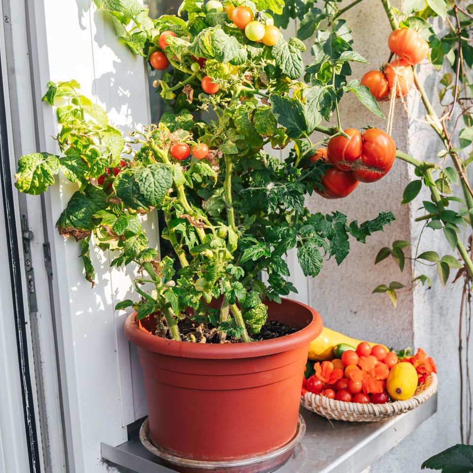 Tomaten lassen sich sogar auf dem Balkon anbauen. Als Starkzehrer brauchen sie jedoch viele Nährstoffe. Die kann ein Bokashi liefern, der Küchenabfälle in der Wohnung kompostiert (Symbolbild)