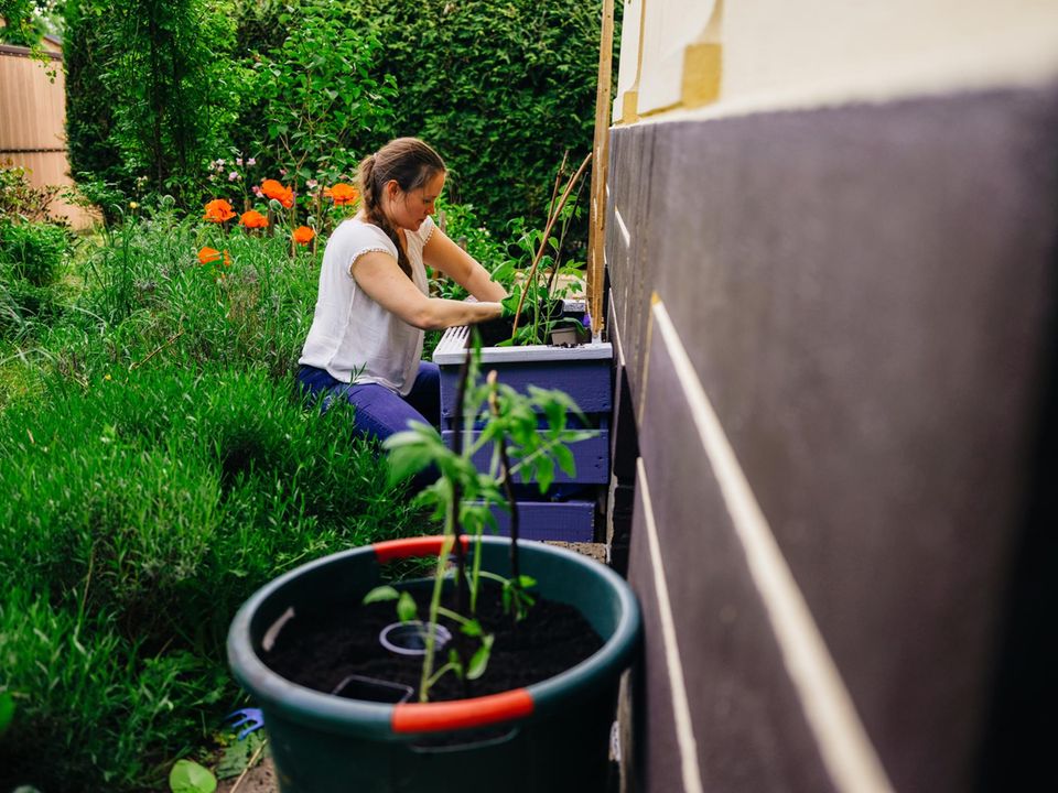 Mein Bokashi und ich: Wie aus Kchenabfllen fruchtbare Tomatenerde wird -  [GEO]