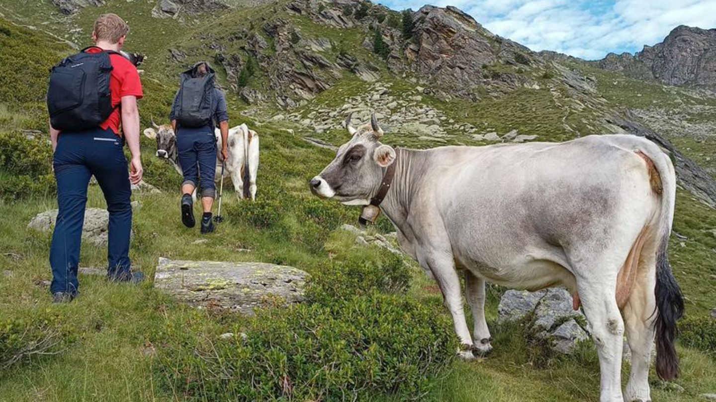 Beim Wandern in den Bergen steht schon mal ein Rind auf dem Weg - mit Ruhe und etwas Abstand bleibt die Begegnung aber in guter