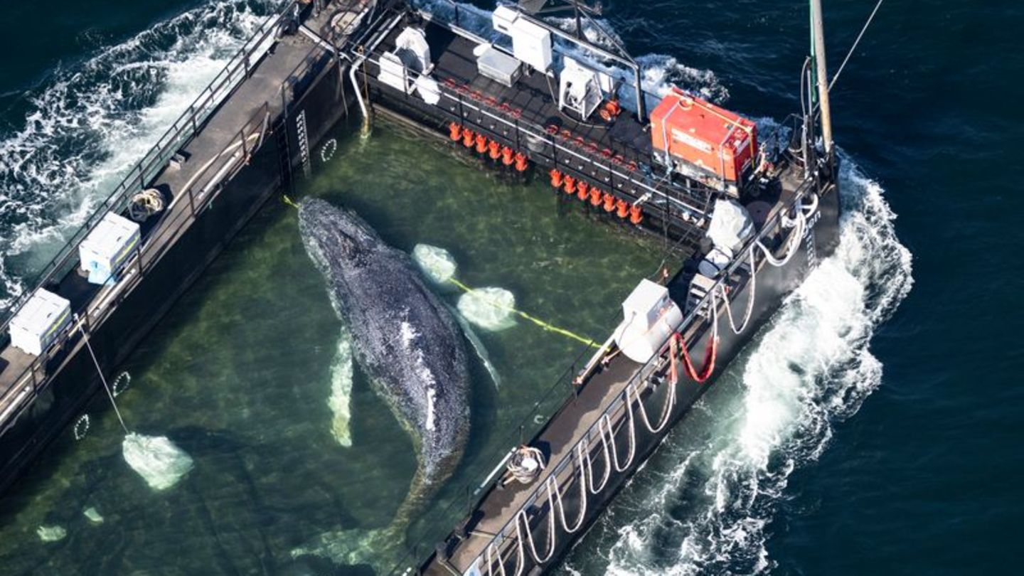 In einer Art stählernem Aquarium wird der Poeler Buckelwal Richtung Nordsee geschleppt. Foto: Philip Dulian/dpa