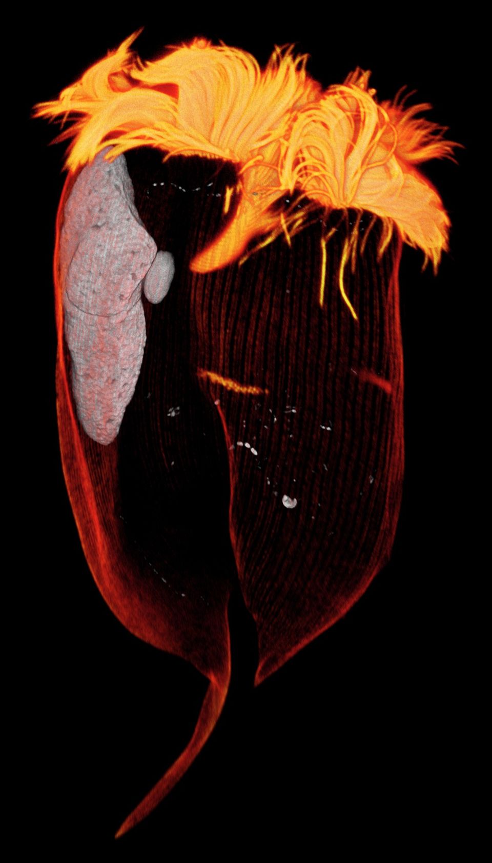 Entodinium caudatum ähnelt einer Blüte. Seine Wasserstoff erzeugenden Organellen drängen sich vor allem dort, wo die Wimpern besonders dicht sind (grau: Zellkern)