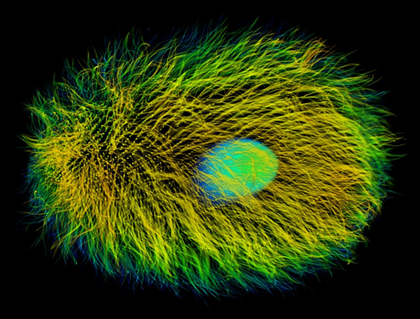 Dasytricha ruminantium unter dem Fluoreszenzmikroskop; im Innern leuchtet der Zellkern. Das Wimpertierchen gedeiht in Kuhmägen und liefert den Wasserstoff zur Methan-Synthese