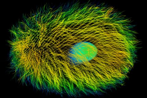 Dasytricha ruminantium unter dem Fluoreszenzmikroskop; im Innern leuchtet der Zellkern. Das Wimpertierchen gedeiht in Kuhmägen und liefert den Wasserstoff zur Methan-Synthese