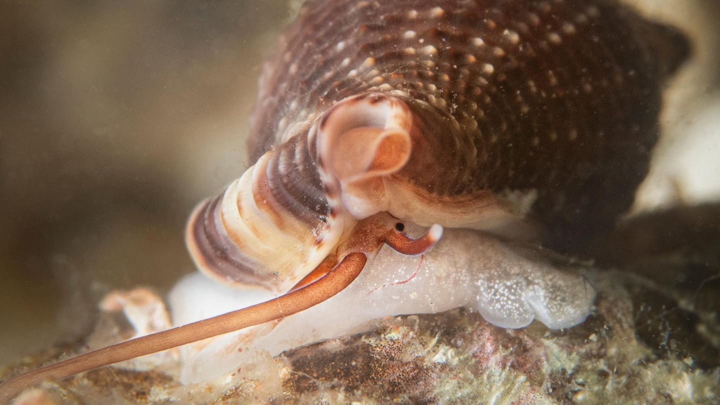 Der Rüssel der Vampirschnecke Cumia intertexta ist um ein Vielfaches länger als ihr Gehäuse