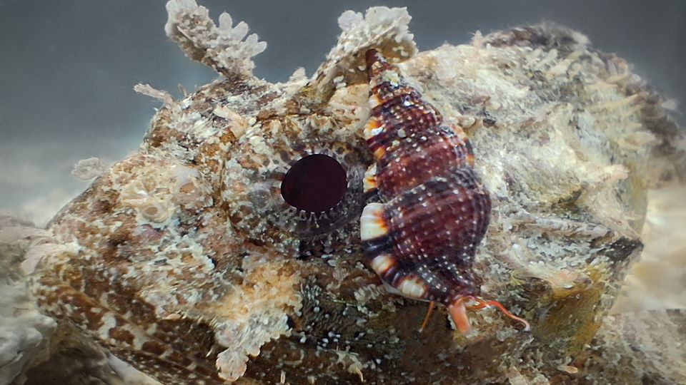 Die kleine mediterrane Meeresschnecke saugt das Blut von Fischen, die sie nachts im flachen Wasser jagt