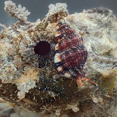 Die kleine mediterrane Meeresschnecke saugt das Blut von Fischen, die sie nachts im flachen Wasser jagt