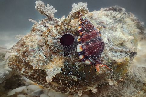 Die kleine mediterrane Meeresschnecke saugt das Blut von Fischen, die sie nachts im flachen Wasser jagt