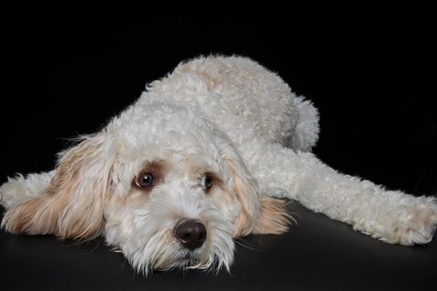 Hundehirne sind im Laufe der Zeit kleiner geworden. Inwieweit das Schrumpfen des Gehirns die Intelligenz der Tiere beeinflusste, ist aktuell noch unklar