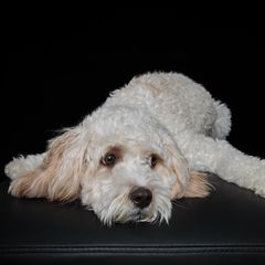 Hundehirne sind im Laufe der Zeit kleiner geworden. Inwieweit das Schrumpfen des Gehirns die Intelligenz der Tiere beeinflusste, ist aktuell noch unklar