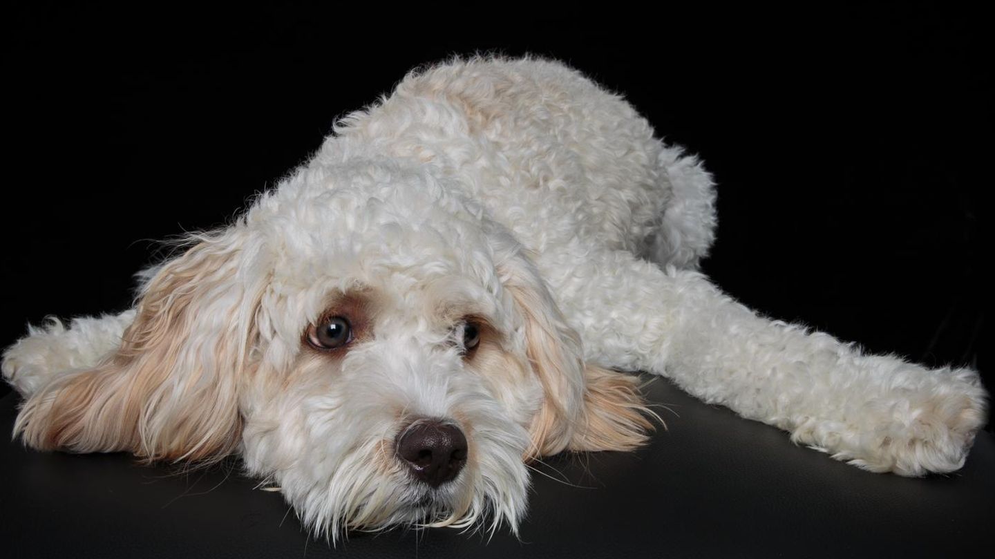 Hundehirne sind im Laufe der Zeit kleiner geworden. Inwieweit das Schrumpfen des Gehirns die Intelligenz der Tiere beeinflusste, ist aktuell noch unklar