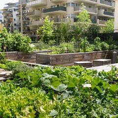 Urbaner Garten mitten in einer Stadt