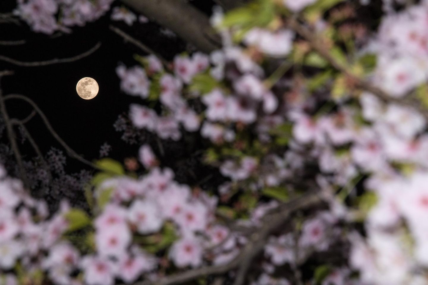 Im Monat Mai kann man sich gleich zweimal auf einen Vollmond freuen