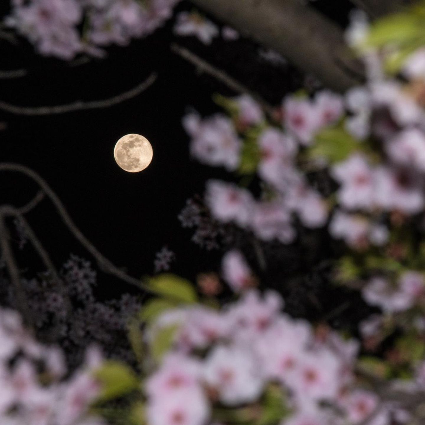 Im Monat Mai kann man sich gleich zweimal auf einen Vollmond freuen