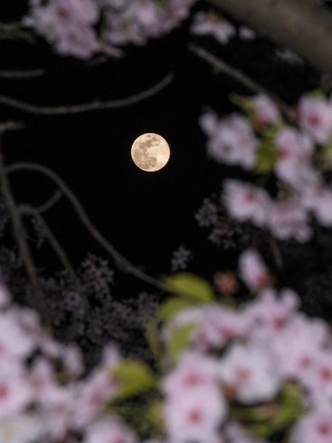 Im Monat Mai kann man sich gleich zweimal auf einen Vollmond freuen
