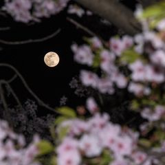 Im Monat Mai kann man sich gleich zweimal auf einen Vollmond freuen