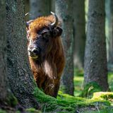 Natur und Umweltschutz haben auf Bornholm eine große Bedeutung. Das zeigen Wälder wie das Gebiet "Almindingen" im Zentrum der Insel: Gut 6000 Hektar ist die Areal groß und gehört damit zu den größten Waldgebieten in ganz Dänemark. Ein Tagesausflug hierher lohnt sich – allein schon wegen der freilebenden Wisente. Seit 2012 leben die Tiere hier in einem riesigen Freigehege. Der Zugang ist mit dem Auto oder zu Fuß möglich. Wandernde kommen recht nah an die imposanten Tiere heran, sollten jedoch stets respektvoll Abstand zu den Wildtieren halten. Die Burgruinen Lilleborg und Gamelborg, Bornholms höchsten Punkt auf dem 162 Meter hohen Berg Rytterknægten, das erstaunliche Echo im zwölf Kilometer langen Tal "Ekkodalen" - Almindingen hat soviel zu bieten, dass sich dort sogar eine Übernachtung lohnt. Wildcampen ist im Gebiet zwischen den beiden Straßen Bolsterbjergvej und Åsedamsvej erlaubt.