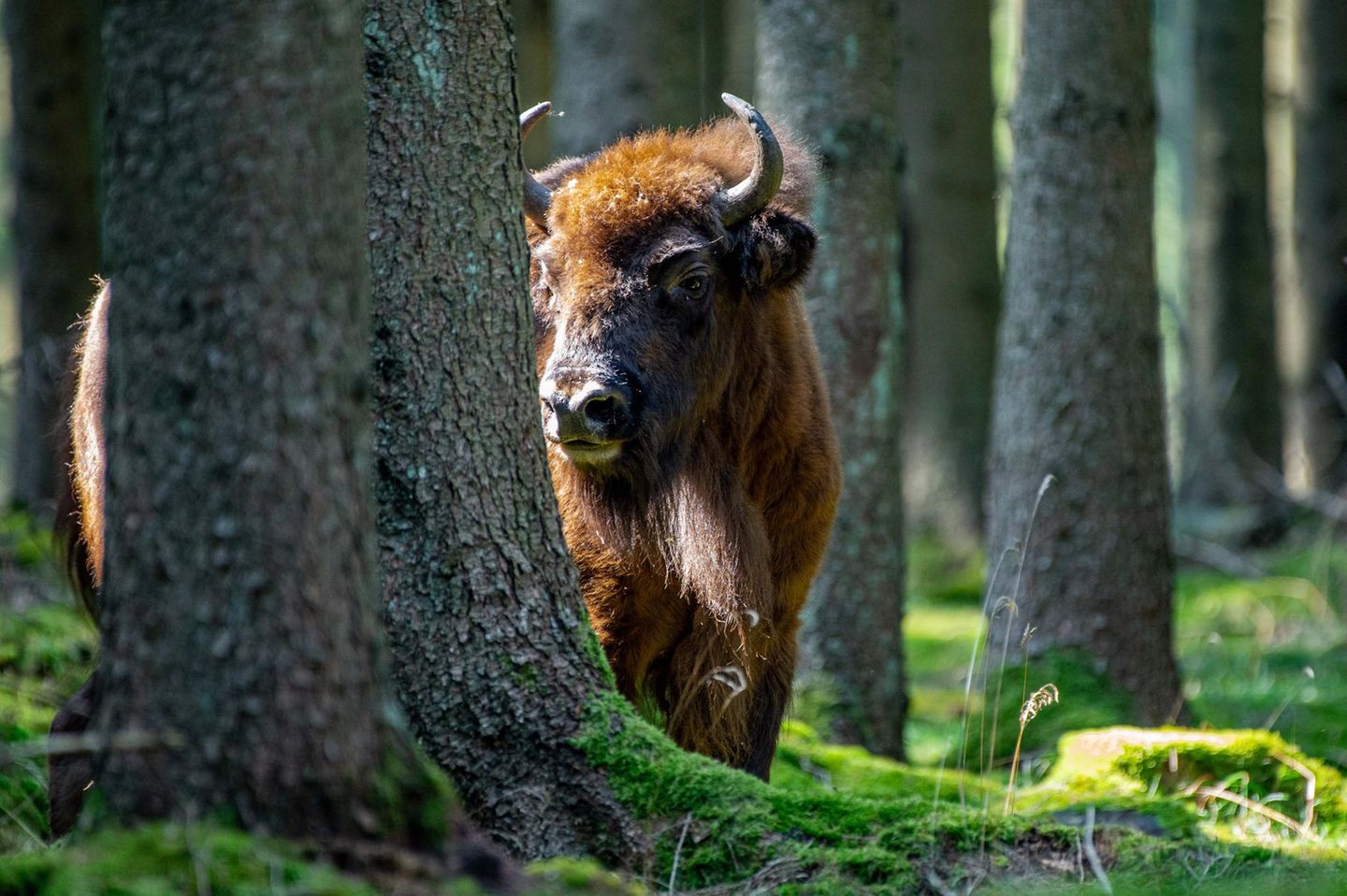 Natur und Umweltschutz haben auf Bornholm eine große Bedeutung. Das zeigen Wälder wie das Gebiet "Almindingen" im Zentrum der Insel: Gut 6000 Hektar ist die Areal groß und gehört damit zu den größten Waldgebieten in ganz Dänemark. Ein Tagesausflug hierher lohnt sich – allein schon wegen der freilebenden Wisente. Seit 2012 leben die Tiere hier in einem riesigen Freigehege. Der Zugang ist mit dem Auto oder zu Fuß möglich. Wandernde kommen recht nah an die imposanten Tiere heran, sollten jedoch stets respektvoll Abstand zu den Wildtieren halten. Die Burgruinen Lilleborg und Gamelborg, Bornholms höchsten Punkt auf dem 162 Meter hohen Berg Rytterknægten, das erstaunliche Echo im zwölf Kilometer langen Tal "Ekkodalen" - Almindingen hat soviel zu bieten, dass sich dort sogar eine Übernachtung lohnt. Wildcampen ist im Gebiet zwischen den beiden Straßen Bolsterbjergvej und Åsedamsvej erlaubt.