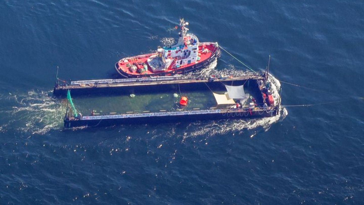 Der Buckelwal wurde in seiner Barge vom Schlepper Fortuna B entlang der dänischen Küste in Höhe unterhalb von Skagen, im sogenan
