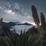 Vom höchsten Punkt der kanarischen Vulkaninsel La Palma aus blickte Max Terwindt nicht nur in den von Wolken erfüllten Krater des Tajogaite, sondern auch in die Tiefe des Nachthimmels. Eingerahmt wird die Milchstraße von den kleinen – und farblich perfekt abgestimmten – Blüten der Tajinasten.