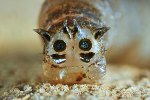 Wiesenschnake,Hinterende mit Tracheenoeffnungen