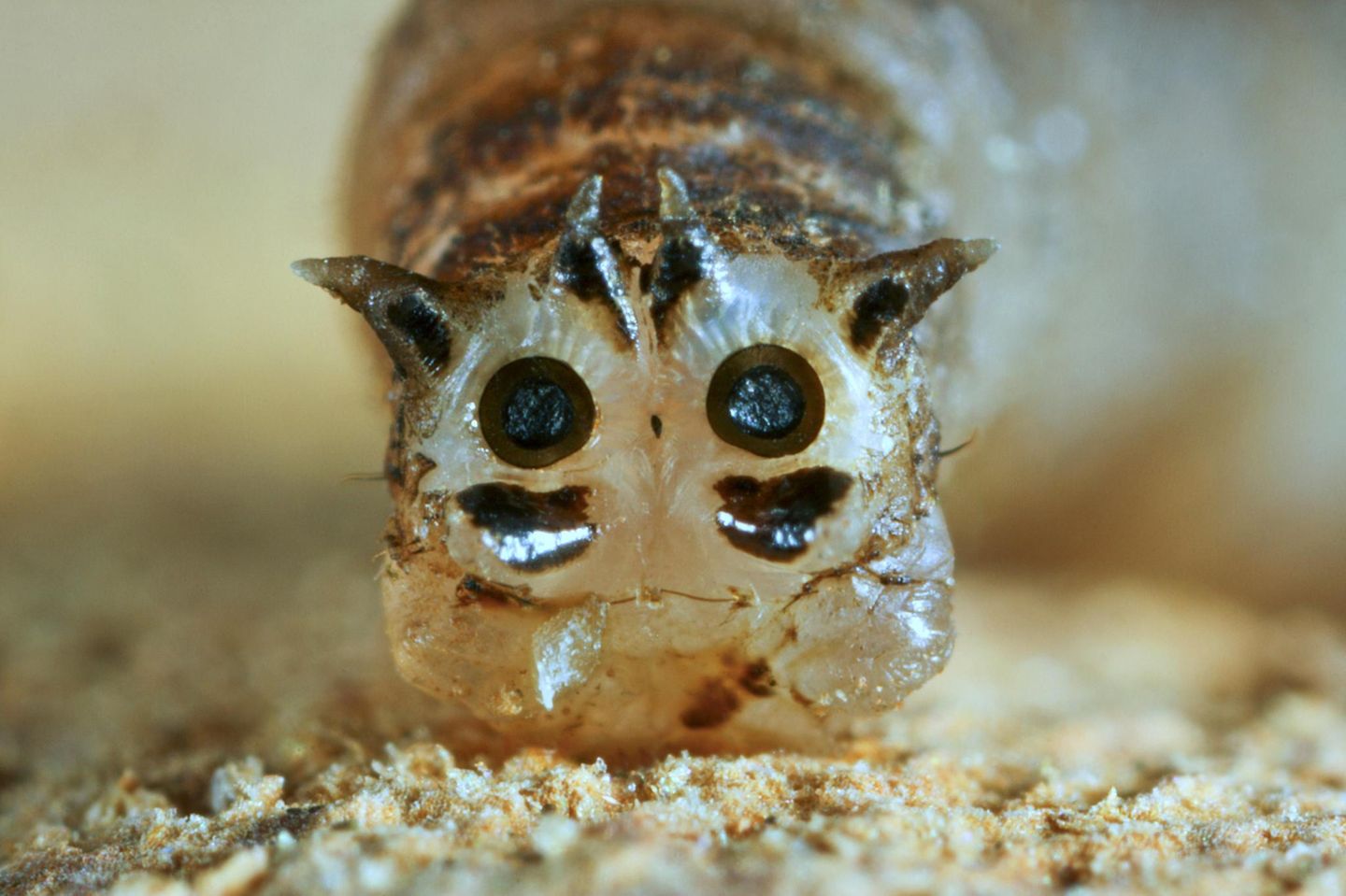 Wiesenschnake,Hinterende mit Tracheenoeffnungen