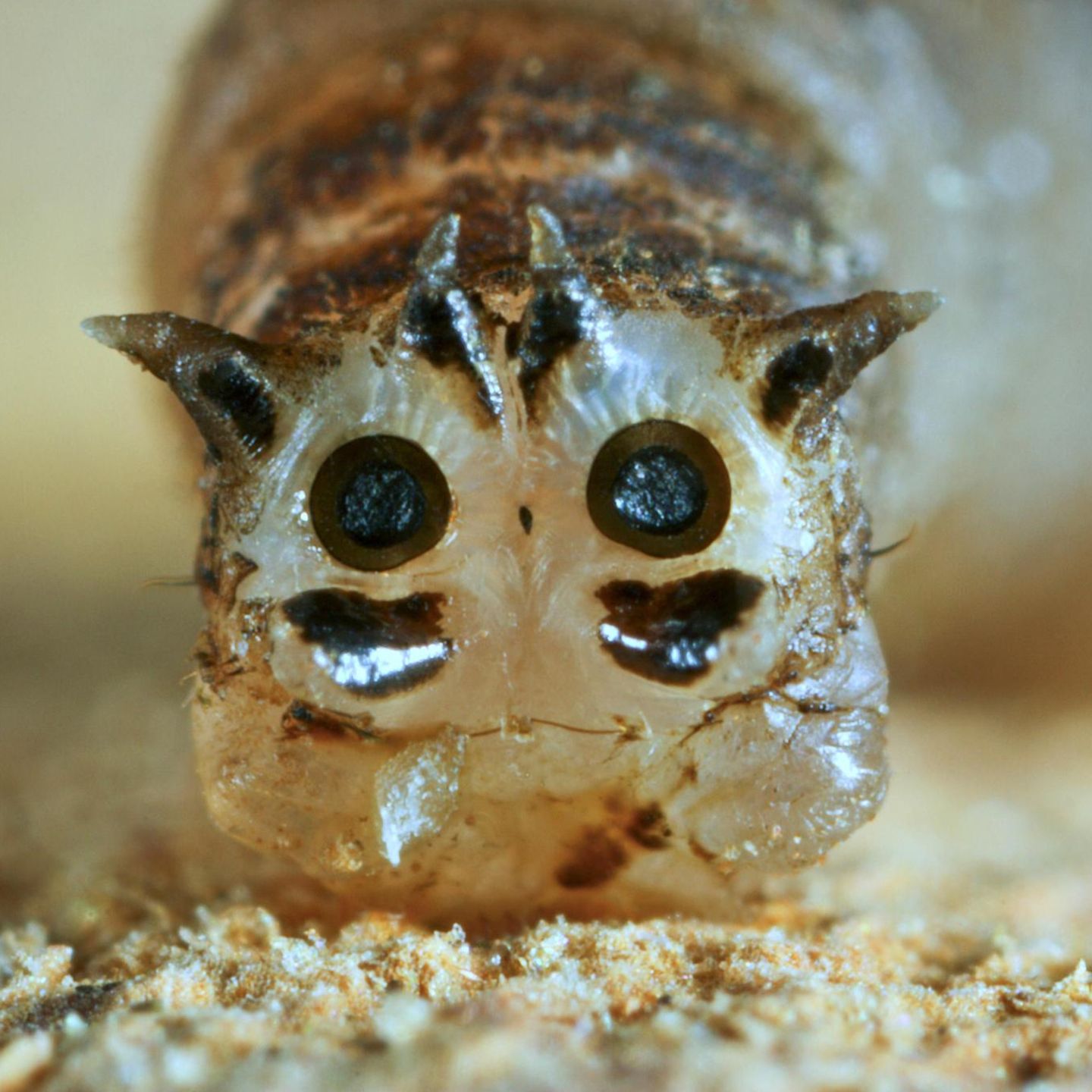Wiesenschnake,Hinterende mit Tracheenoeffnungen