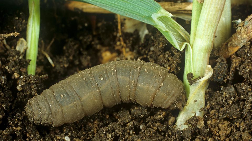 Larve einer Kohlschnake (Tipula oleracea) attackiert Lauch