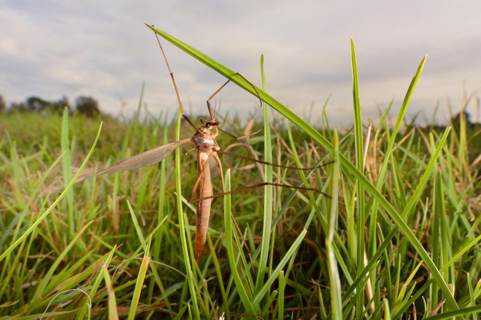 Wiesenschnake - Tipula paludosa-  im Gras