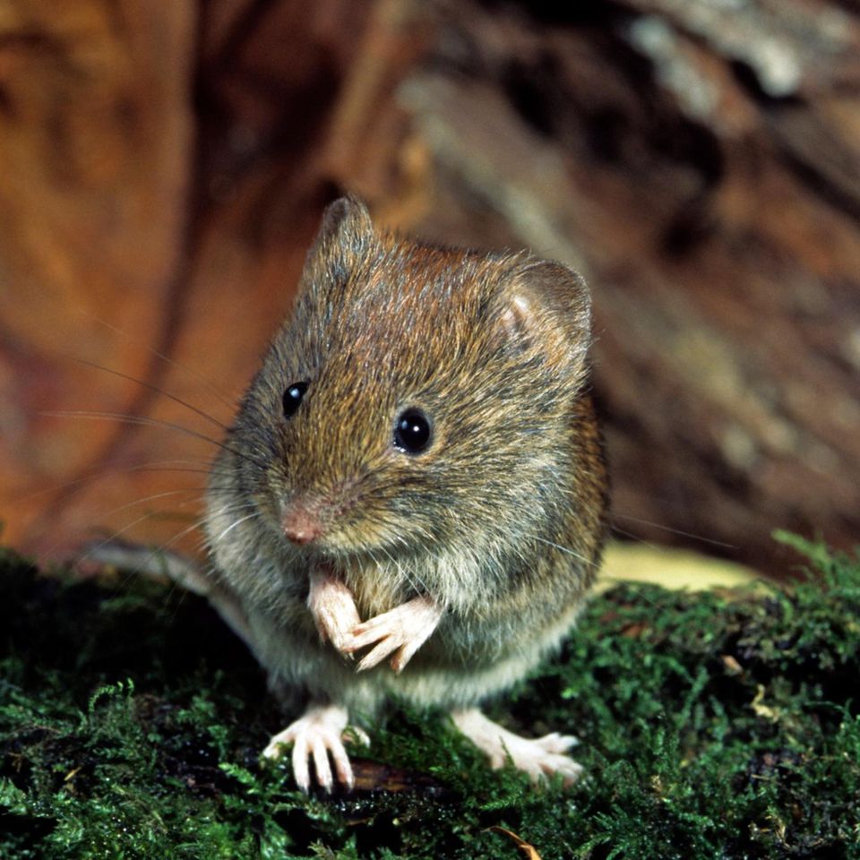 Hantavirus kleine Maus sitzt auf Moos