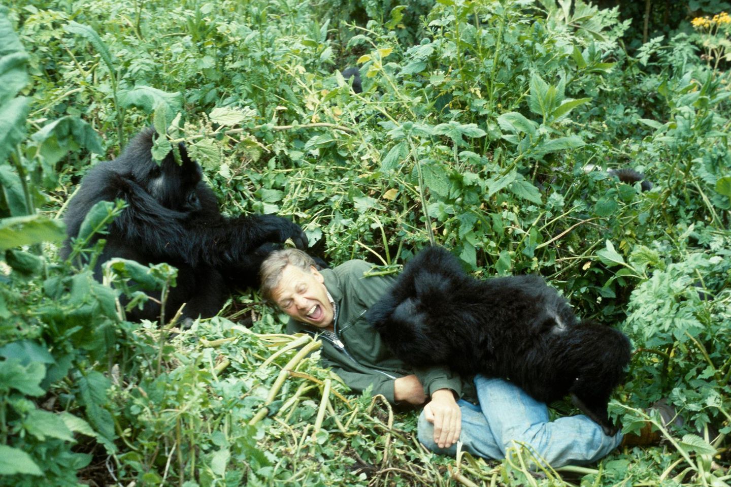 David Attenborough mit Berggorillas