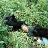 David Attenborough mit Berggorillas