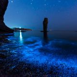 Vermehren sich Meeresleuchttierchen (Noctiluca scintillans) ungehemmt, kommt es zur Algenblüte. Die Heerscharen der Einzeller bilden bei Tag eine unansehnliche, grüne oder rotbraune Schicht an der Wasseroberfläche. Erst bei Nacht entfaltet sich ihre Magie. Denn wenn Wellen und Brandung die Winzlinge umherwirbeln, knipsen diese ihre Taschenlampe an: Genau wie Glühwürmchen verwandeln sie chemische Energie in Licht. Das Meeresleuchten tritt weltweit auf – hier an der Küste des Gelben Meeres.