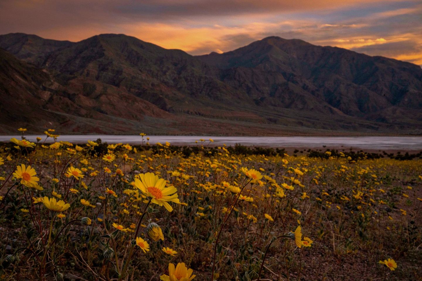 Das kalifornische Death Valley zählt zu den heißesten und unwirtlichsten Orten der Welt. Doch selbst im Tal des Todes gedeiht Leben: Im Frühjahr sprießen zwischen Geröll und Erdschollen Blumen. In regenreichen Jahren mit milden Temperaturen verwandelt sich die Wüste sogar in ein wahres Blütenmeer. So geschehen etwa 2016 und 2026. Tonangebend beim "Superbloom" ist Geraea canescens, die gelbe Wüstensonnenblume.