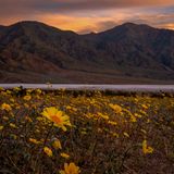 Das kalifornische Death Valley zählt zu den heißesten und unwirtlichsten Orten der Welt. Doch selbst im Tal des Todes gedeiht Leben: Im Frühjahr sprießen zwischen Geröll und Erdschollen Blumen. In regenreichen Jahren mit milden Temperaturen verwandelt sich die Wüste sogar in ein wahres Blütenmeer. So geschehen etwa 2016 und 2026. Tonangebend beim "Superbloom" ist Geraea canescens, die gelbe Wüstensonnenblume.