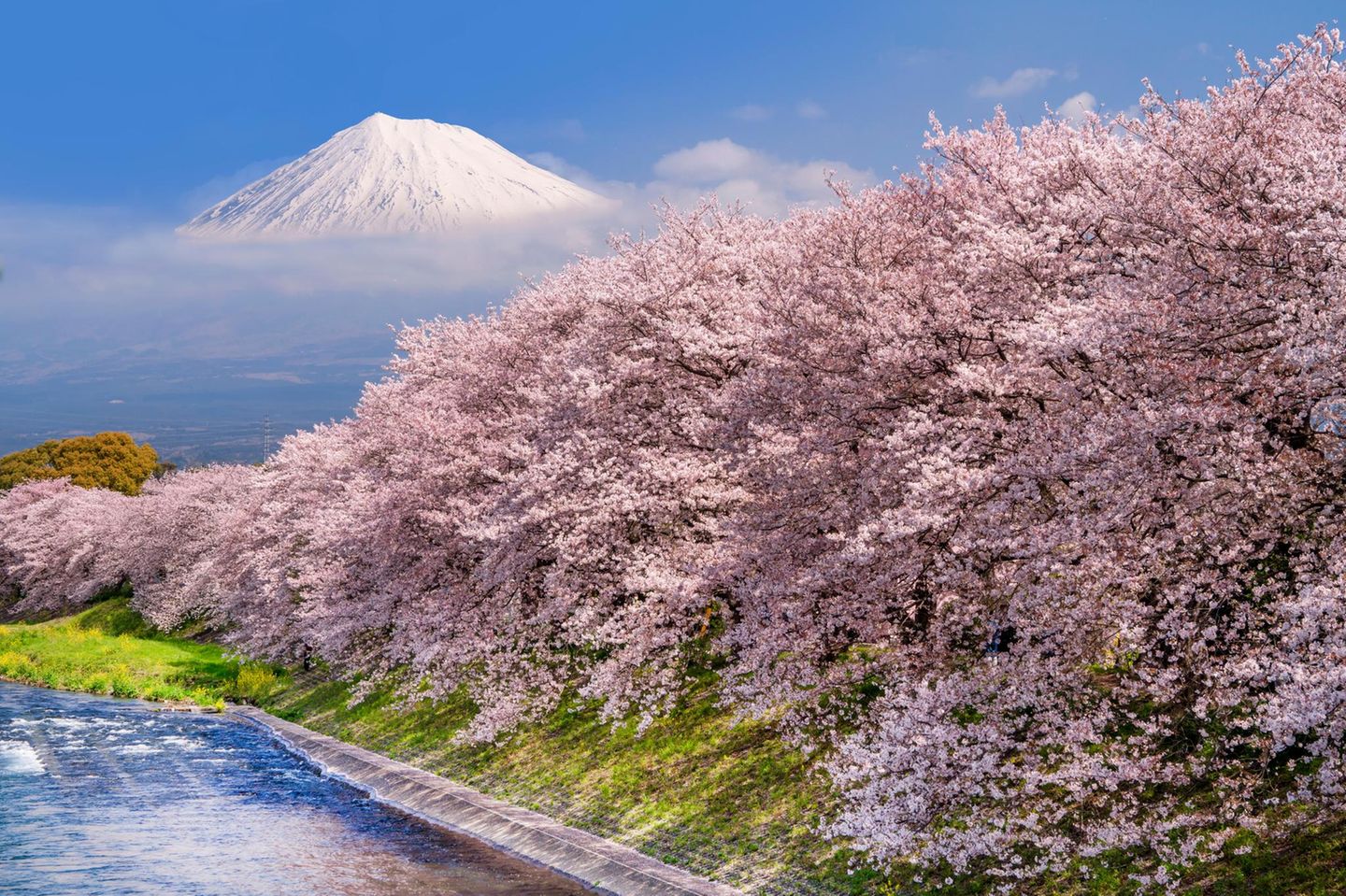 Neubeginn und Vergänglichkeit – dafür steht Sakura, die Kirschblüte. Japanerinnen und Japaner feiern die Pracht der Yoshino-Zierkirschen mit einer gemeinsamen Blütenschau unter dem rosafarbenen Baldarchin. Im März öffnen zuerst die Bäume im Süden der Insel ihre Knospen; im Mai fallen im kühleren Norden die letzten Blütenblätter. Hier erhebt sich hinter dem Blütenband der ikonische Gipfel des Fuji. Sakura kommt und geht, der Vulkan bleibt.