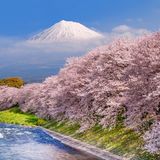 Neubeginn und Vergänglichkeit – dafür steht Sakura, die Kirschblüte. Japanerinnen und Japaner feiern die Pracht der Yoshino-Zierkirschen mit einer gemeinsamen Blütenschau unter dem rosafarbenen Baldarchin. Im März öffnen zuerst die Bäume im Süden der Insel ihre Knospen; im Mai fallen im kühleren Norden die letzten Blütenblätter. Hier erhebt sich hinter dem Blütenband der ikonische Gipfel des Fuji. Sakura kommt und geht, der Vulkan bleibt.