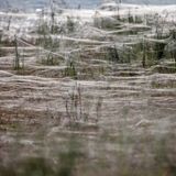 Arachnophobiker sollten zügig weiterklicken. Aber auch die Spinnen, die das Ufer des Murrumbidgee River mit Netzen überzogen haben, mussten schnell weg. 2012 stieg der Fluss in der australischen Stadt Wagga Wagga über die Ufer und trieb Abertausende Achtbeiner in höher gelegene Gefilde. Die Folge: eine gespenstisch verhüllte Traumlandschaft, die von Spinnen nur so wimmelte. Auch 9000 menschliche Bewohner mussten zum Schutz vor den Fluten evakuiert werden.