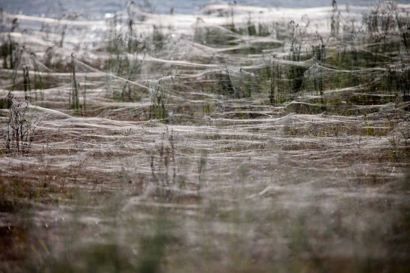 Arachnophobiker sollten zügig weiterklicken. Aber auch die Spinnen, die das Ufer des Murrumbidgee River mit Netzen überzogen haben, mussten schnell weg. 2012 stieg der Fluss in der australischen Stadt Wagga Wagga über die Ufer und trieb Abertausende Achtbeiner in höher gelegene Gefilde. Die Folge: eine gespenstisch verhüllte Traumlandschaft, die von Spinnen nur so wimmelte. Auch 9000 menschliche Bewohner mussten zum Schutz vor den Fluten evakuiert werden.