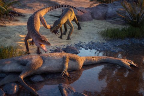 Illustration von  Eosphorosuchus lacrimosa und Hesperosuchus agilis