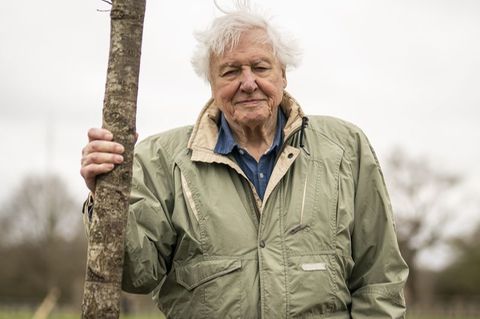 Der britische Naturforscher und Dokumentarfilmer David Attenborough feiert seinen 100. Geburtstag. (Archivbild) Foto: Aaron Chow