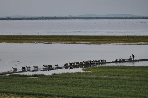 Ein Schafhirte geht hinter seiner Schafherde entlang der Fluten, die das Ackerland überschwemmt haben