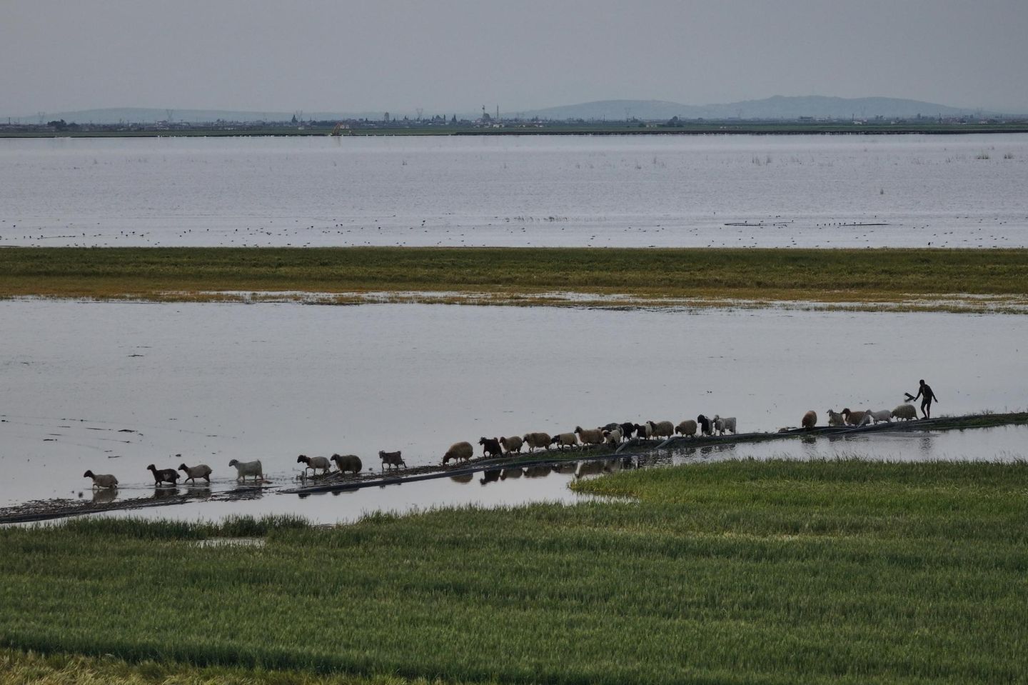 Ein Schafhirte geht hinter seiner Schafherde entlang der Fluten, die das Ackerland überschwemmt haben