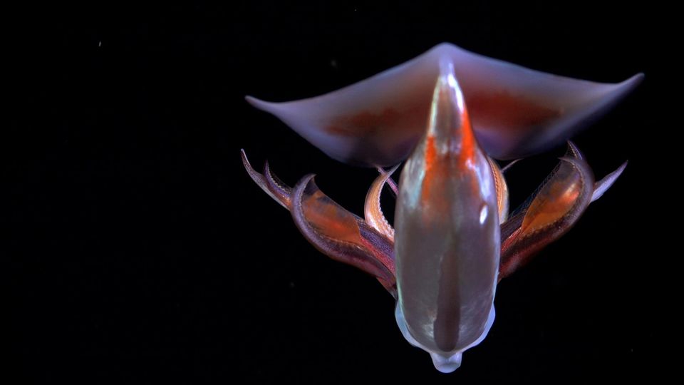 Biologische Pumpe: Tiefsee-Spektakel: Auf der Spur der größten Tierwanderung der Welt