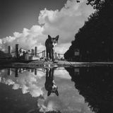 The Fox