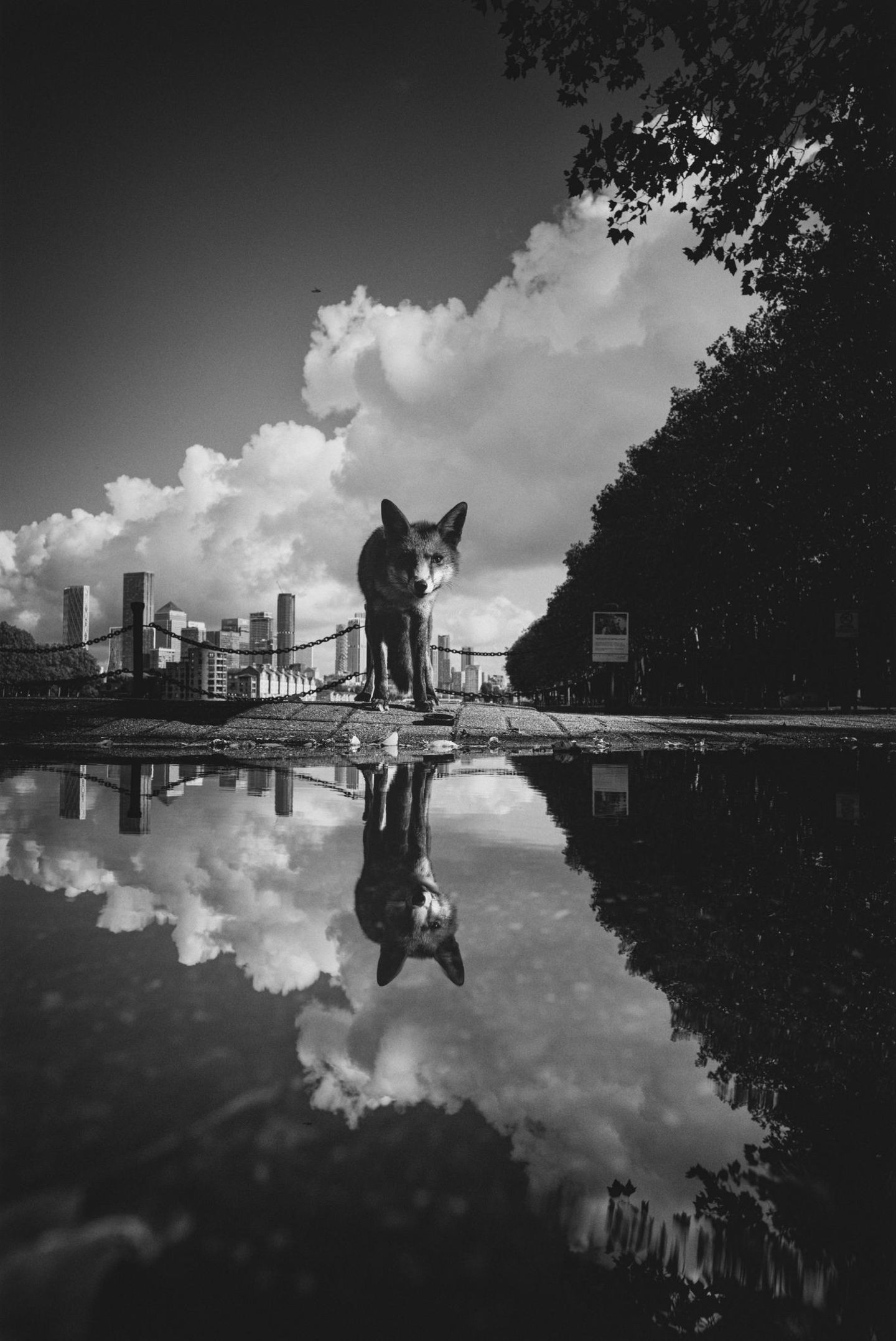 The Fox