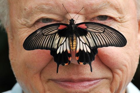 Zu seinem 100. Geburtstag erhielt David Attenborough einen persönlichen Brief von König Charles. (Archivfoto) Foto: John Stillwe