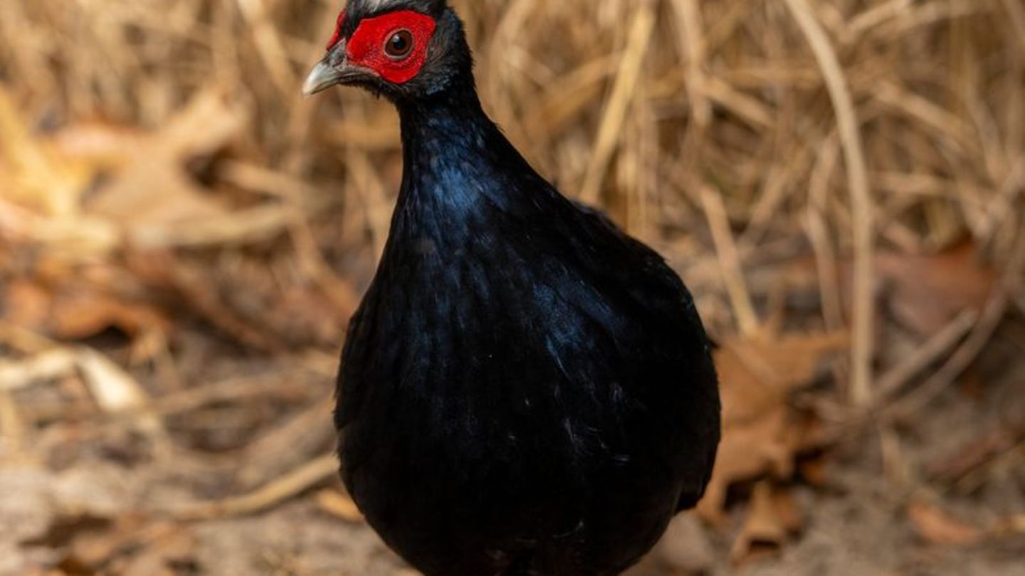 Vietnamesische Fasane gehören zu den seltensten Vogelarten der Welt. Foto: Jon A. Juarez/Tierpark Berlin/dpa