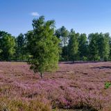Einzelne Birke in Heidelandschaft, im Hintergrund weitere Bäume