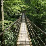 Hängebrücke zwischen Bäumen